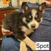 F2 Pomsky - Spot - male