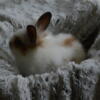 Mini Rex/Mini Lop/ Lionhead Baby Rabbits