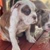 10 Old English bulldog puppies ready to go