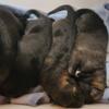 AKC/UKC Dark Sable German Shepherd Dog Puppies