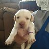 AKC Labrador puppies, 5 boys and 1girl taking deposit