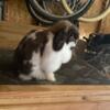 Broken black tort holland lop