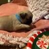 Pug puppy male