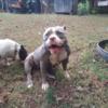 FEMALE AMERICAN BULLY