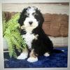Bernadoodle