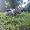 Male micro bully pup