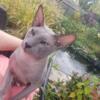 Special RARE EXOTIC Peterbald kittens are almost ready for you!