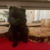 CKC BLACK FEMALE POMERANIAN PUPPY