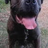 Cane Corso pups