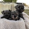 Pretty Puppies, Miniature Schnauzer Pups