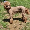 Akc standard poodle stud