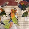 All color lovebirds for sale