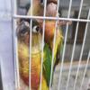 Green Cheek Conures,  2 recently weaned