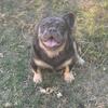 French Bulldog Fluffy 4 Stud 