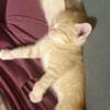 Sealpoint/flame point and Maine coon kittens for sale