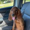 Irish Setter Puppy GIRL