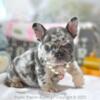 Poetic French Bulldog Kiwi blue merle and tan female Frenchie puppy