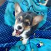 Pembroke Welsh Corgi Puppy