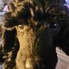 2 Black Male Miniature Poodles