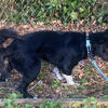 Australian Shepherd Border Collie For Sale!