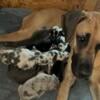 Great Dane puppies! Find your new buddy before someone else does!