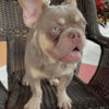 New shade Isabella French bulldog great blood lines