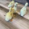 Bunnies, goats, chicks, and ducklings 