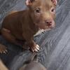 American Bully Puppies #2