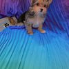 Yorkie or Pomeranian! We have the best babies