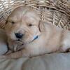 Golden Retriever Puppies
