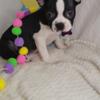 Boston Terriers/price reduced