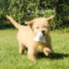 Sweet Male Mini Goldendoodle for sale