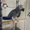 African Grey Male Around Five Years Old