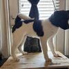 17 WEEKS OLD PUPPIES