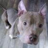 Free male pitbull 3 years old