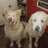 GREAT MALANEES GUARDIAN PUPS