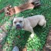 Fawn Male American Bully