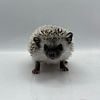 Baby Hedgehogs - Addison Illinois $150 to $250