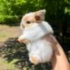 Purebred pedigreed holland lop bunnies!