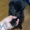 German Shepard/English Shepard Puppies For Sale