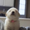 Great Pyrenees puppies