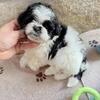 Shihpoo puppies