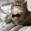 Persian kitten for adoption