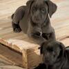 6 Cane Corso mix puppies 7 weeks old ready now 100.00$