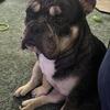 Half English half Frenchie bulldog 2yr old stud service!