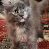 Maine Coon Blue Tortie Smoke