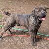 Dark Brindle ICCF/AKC unaltered Cane Corso male needing re-home ASAP 