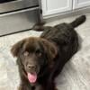 Newfoundland AKC Male