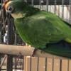 male Half moon conure