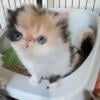 STUNNING CALICO FEMALE PERSIAN KITTEN